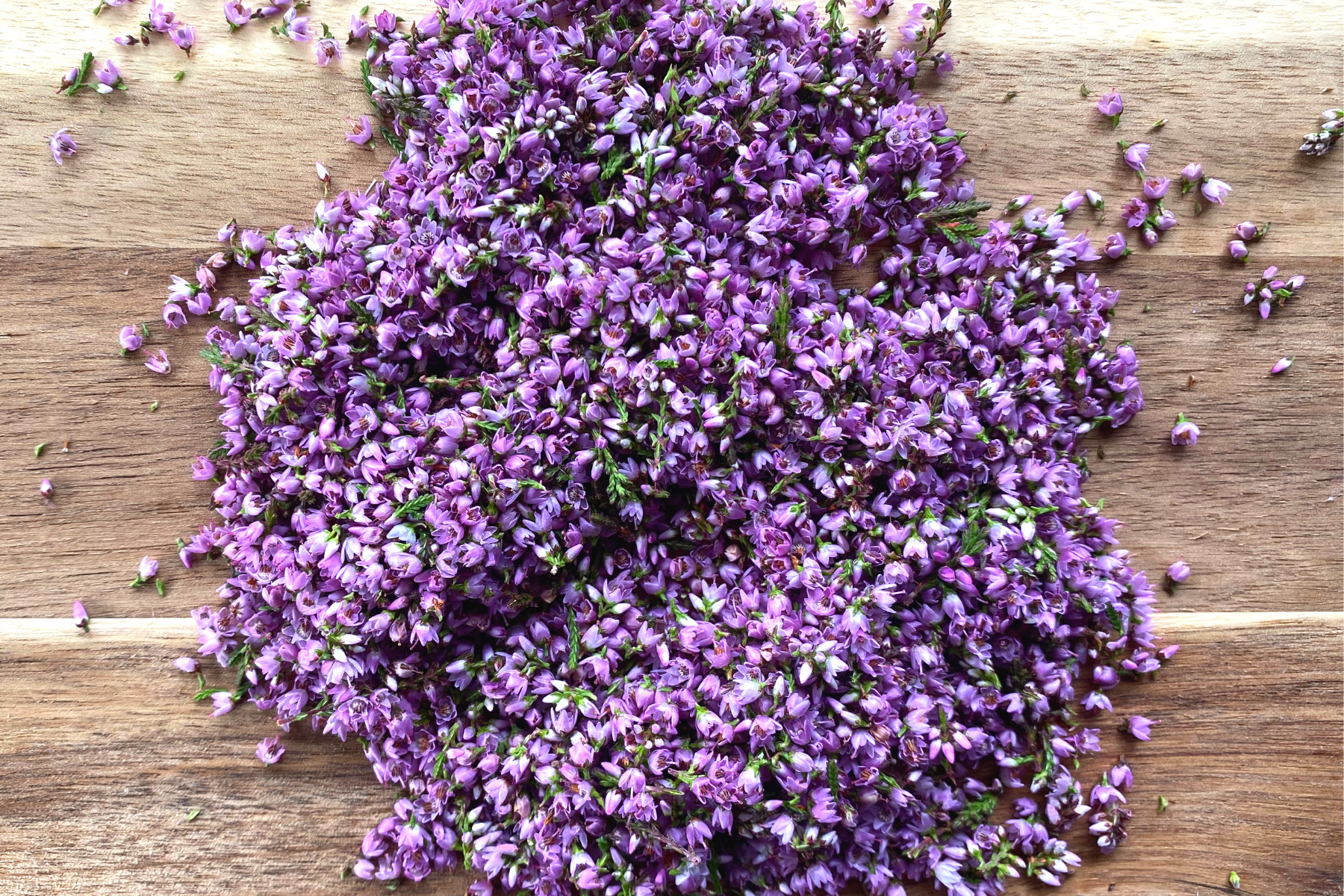 Wild Hebridean Heather blossoms, foraged in Uist for North Uist Distillery's Downpour Scottish Dry Gin