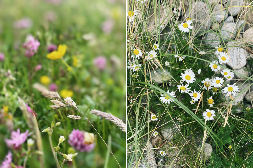 machair wildflowers, flowers in bloom, north uist, outer hebrides. chickweed, red clover, false mayweed, common velvet grass, yorkshire fog grass