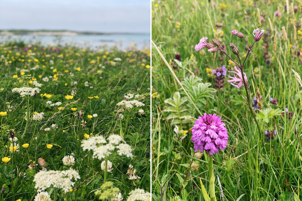 machair wildflowers, flowers in bloom, north uist, outer hebrides. ragged robin, pyramid orchid, self heal, white clover, wild carrot