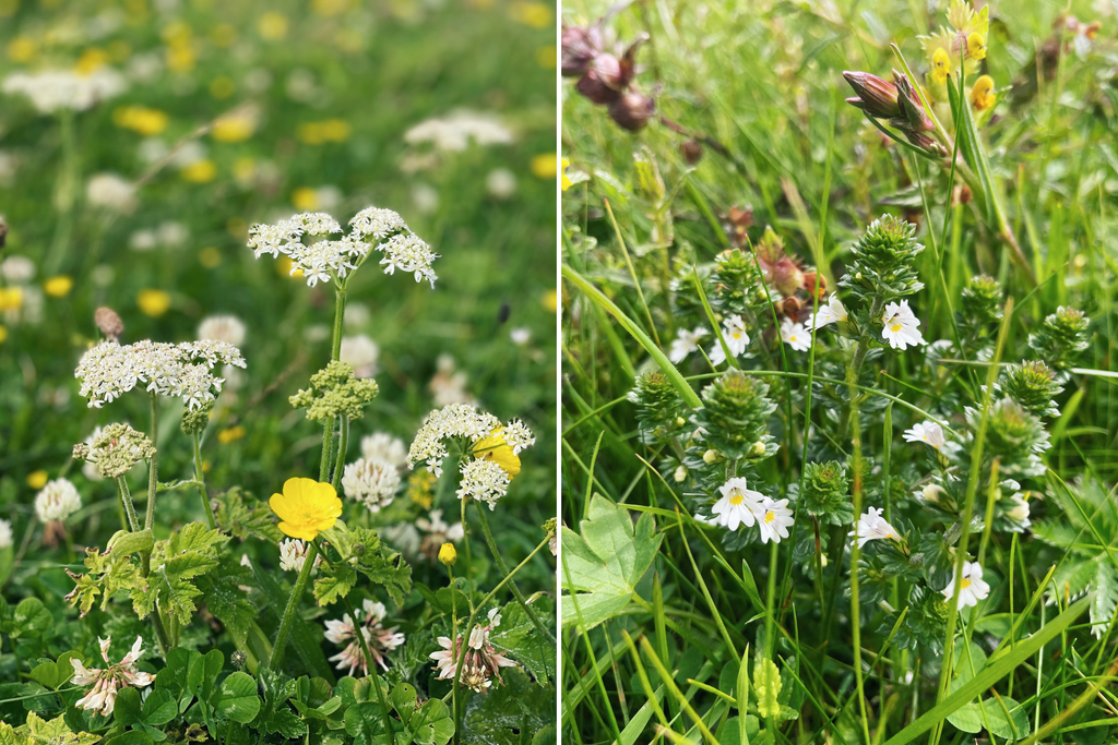machair wildflowers, flowers in bloom, north uist, outer hebrides. wild carrot, yellow rattle, buttercup, white clover, common eyebright