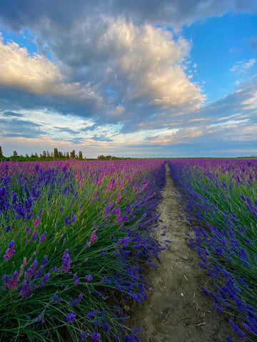 Lavanda del Delta del Po in fioritura