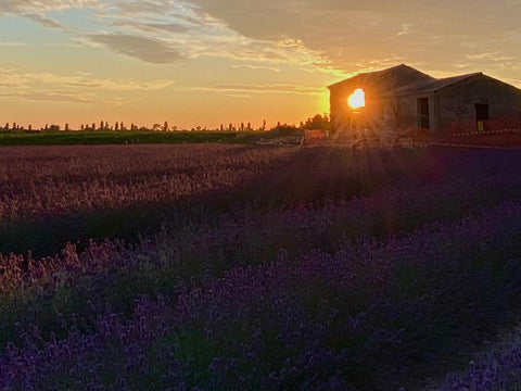 Casolare nel lavandeto di Cà Mello al tramonto.