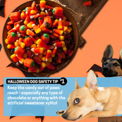 dog safety tips for halloween