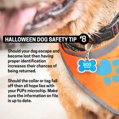 8 dog safety tips - update microchip and have a dog identification tag