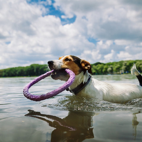 Don't force your PUP into the water – introduce your PUP slowly and gently