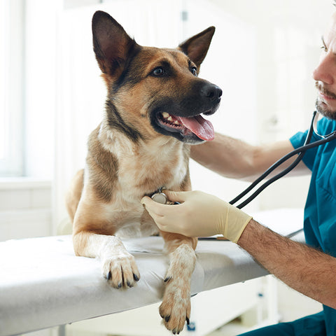 So make sure you schedule annual vet check-ups for your SafetyPUP