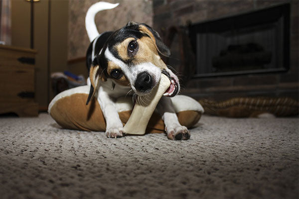 correcting problems with chewing dog chewing bone