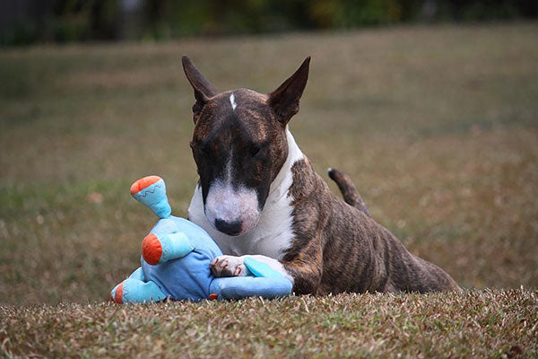 correcting chewing problems dog chewing toy