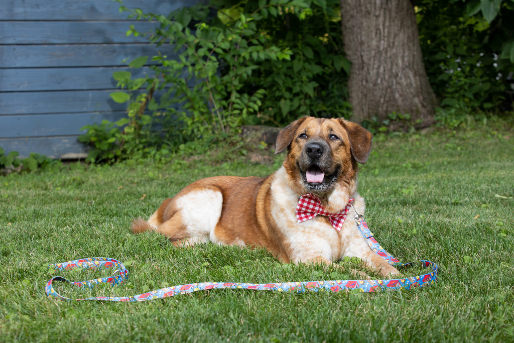 Toby Red Gingham Bow Tie