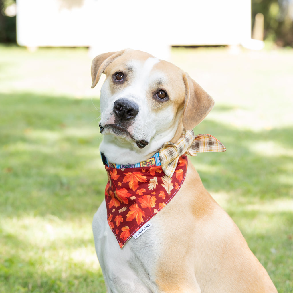 Teddy the Dog in an Autumn Leaves Bandana and Chocolate Plaid Bow Tie Posing For Fall Photos