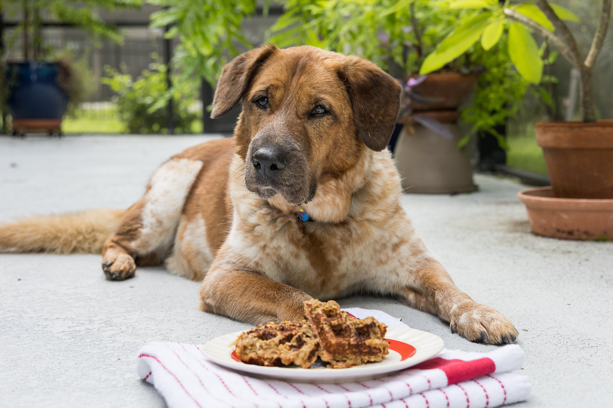 Dog with Dog Friendly Waffles