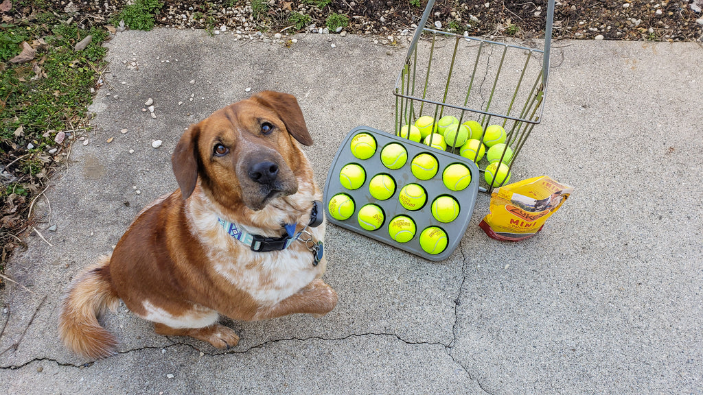 The Muffin Tin Game - Mental Enrichment for Your Dog 