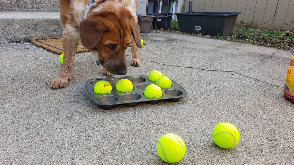 The Muffin Tin Game - Mental Enrichment for Your Dog 