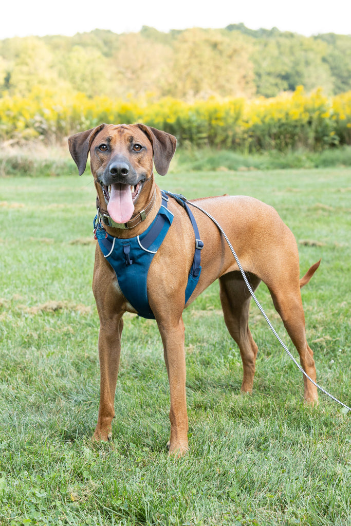 Rhodesian Ridgeback Dog with a field of goldenrod and autumn leaves behind
