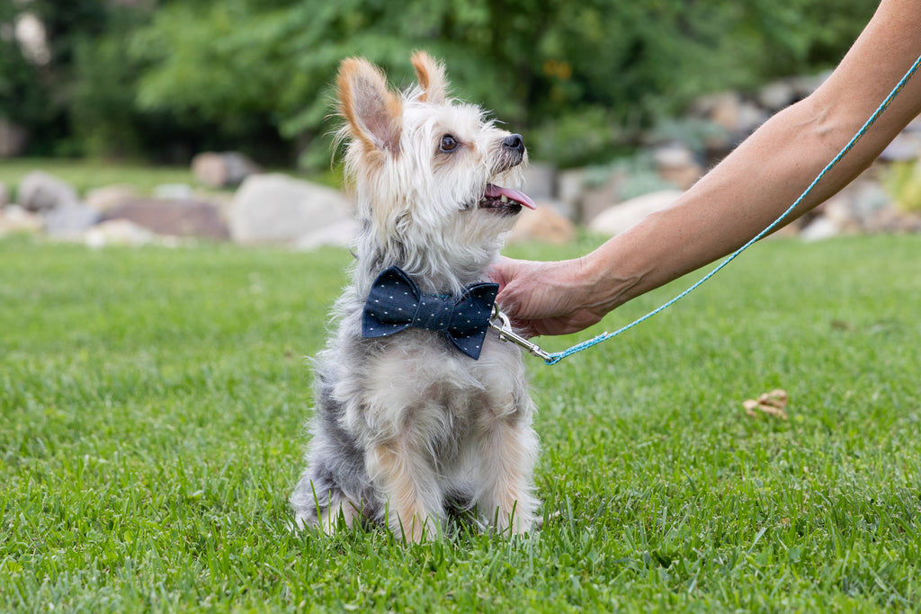 Bond with your dog-Cheerful Hound