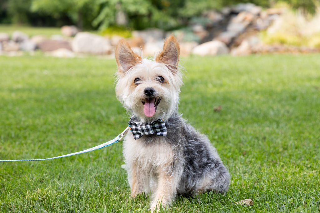 Small Dog with Black and White Dog Bow Tie