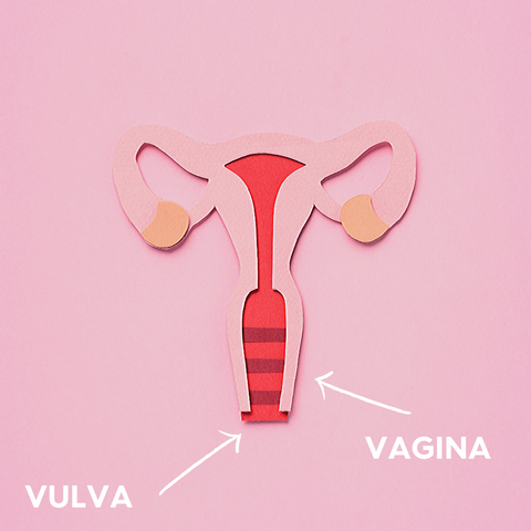 Vulva Vagina erklärt