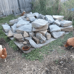 Chicken Blog