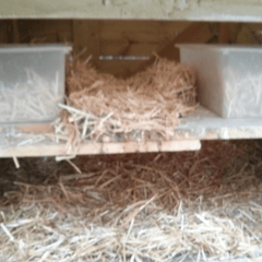 Chicken Blog