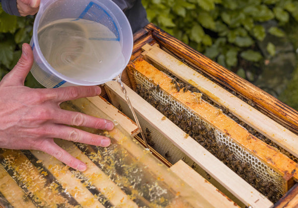 Bienenschwarm Zuckerwasser bio futter