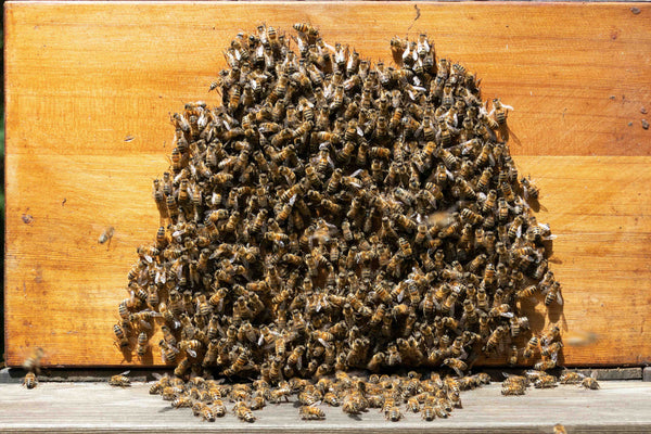 Bio Bienenschwarm