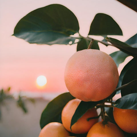 Grapefruit Pink Sonnenuntergang
