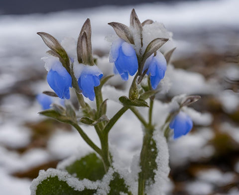 Mertensia maritima Arktis