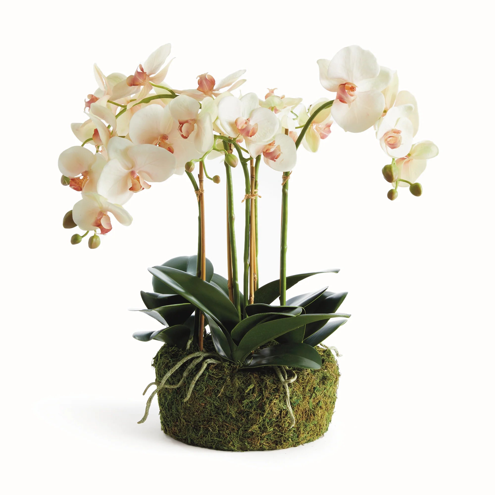 Phalaenopsis Orchid Bowl Drop-In 18.5