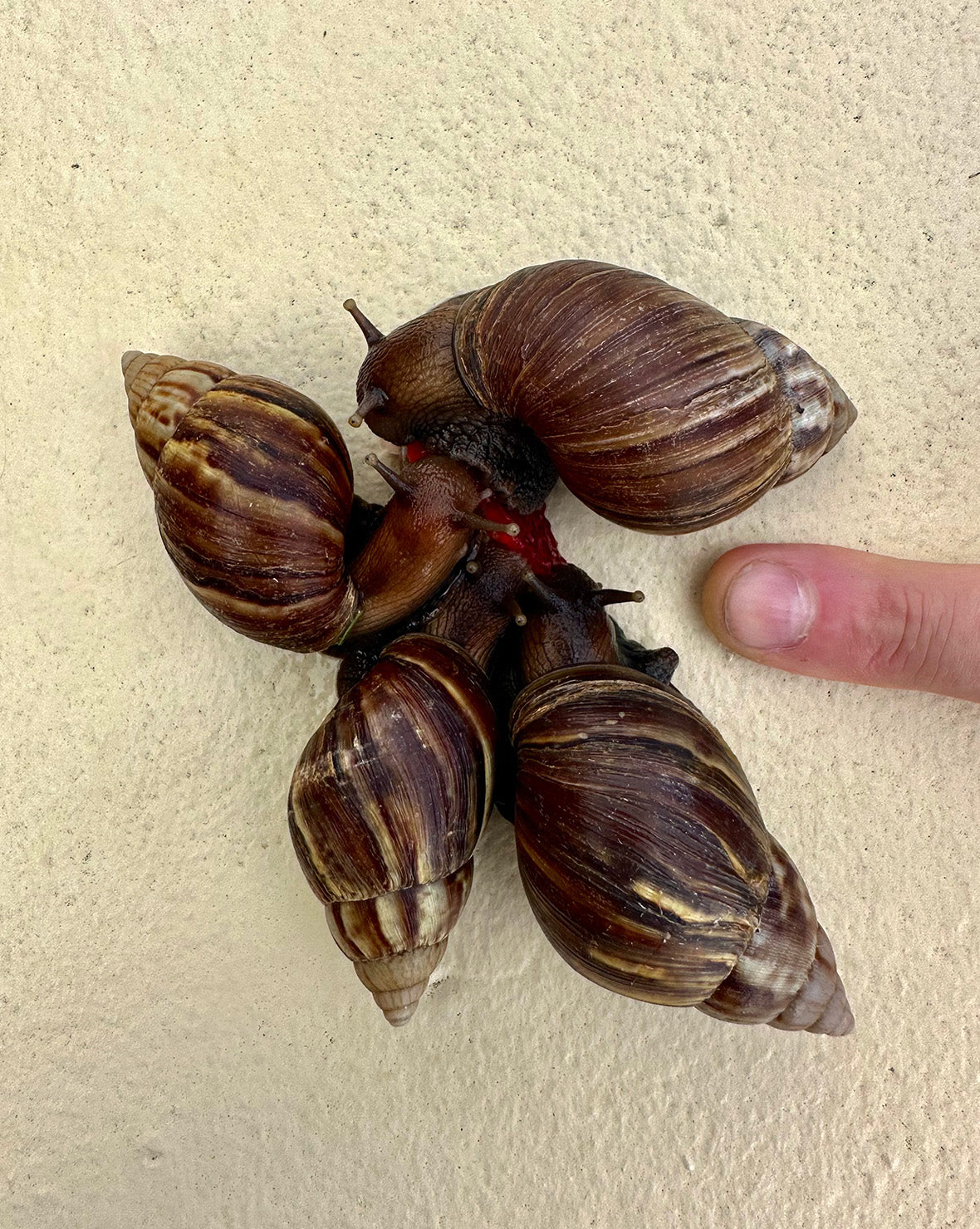 Giant African Snails in Maui, Hawaii
