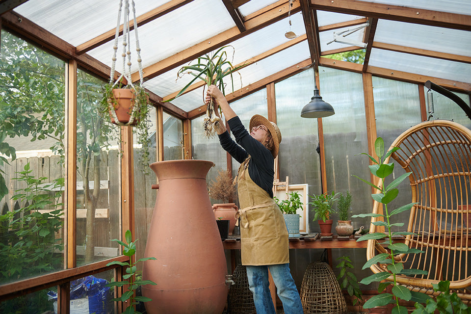 Hanging fresh garlic to dry in an Omaha Dundee green house