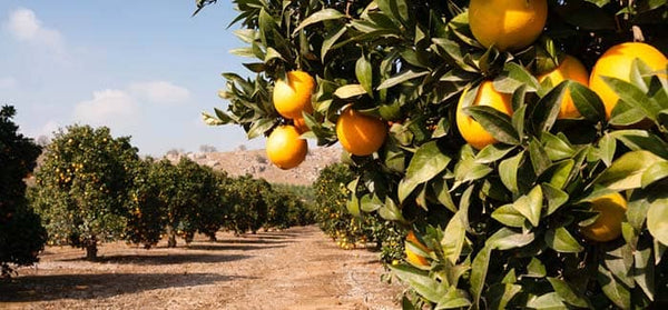 Fruta de temporada