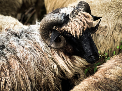 Karakachen Sheep