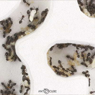 ANTCUBE - Ants Farm - 20x20cm - standing – Talis Us