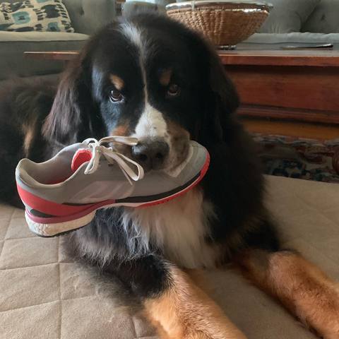 Beau with Shoe