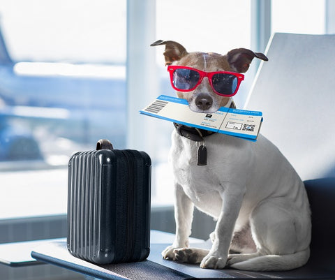 Nuzzle Blog Traveling with your Pet