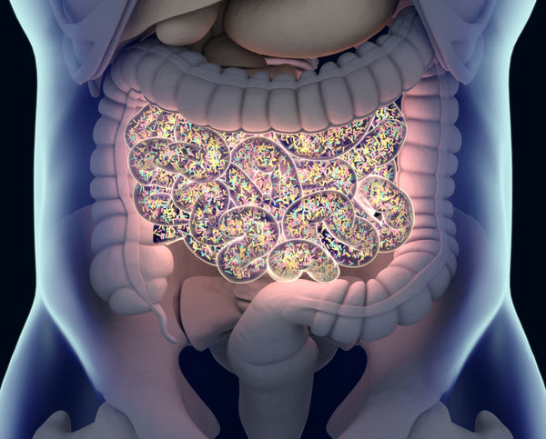 Gut Micrbiome - InterPlexus Post and Probiotic Collection