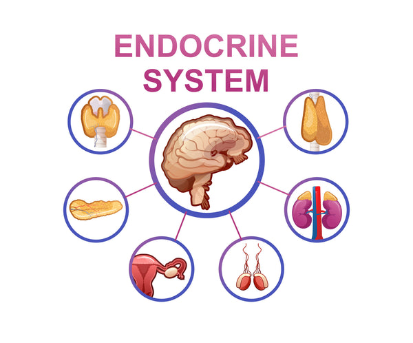 Endocrine System Diagram - InterPlexus Adrenal Support Supplements