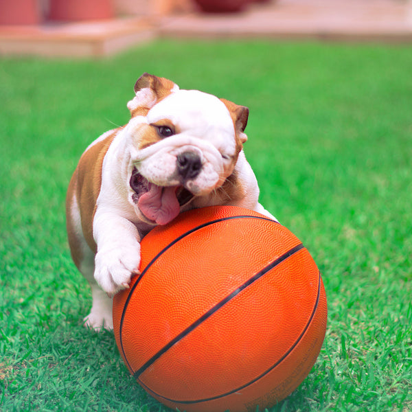 Puppy with Baketball