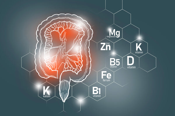 Essential Nutrients for Intestinal Health - InterPlexus Gastrointestinal Collection