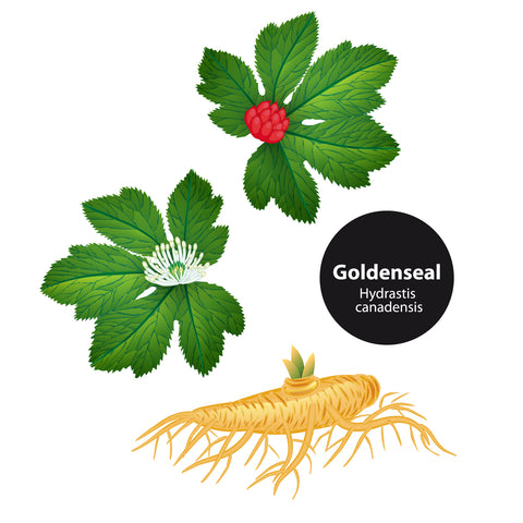 Berberine Goldenseal with Leaf andd Flower - Do You Need Supplements Part II
