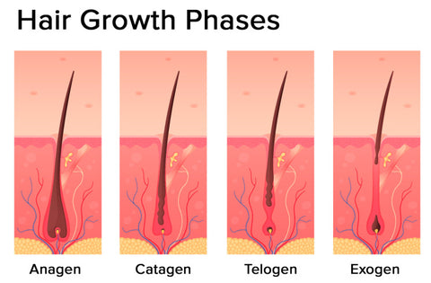 Hair Growth Phases - Healthy Long Hair Growth