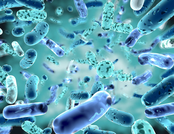 Bacteria and Yeast - InterPlexus Post and Probiotic Collection