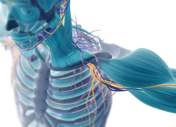 Human Musculoskeletal System - InterPlexus Musculoskeletal Support Collection