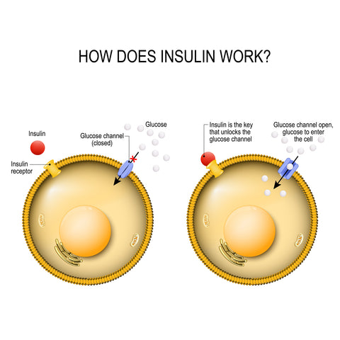 Insulin is the key that unlocks the cells glucose channel