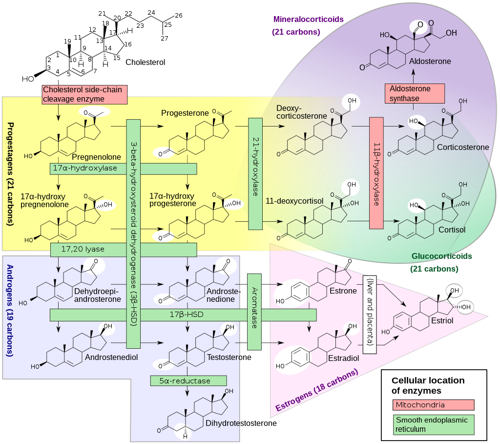 The Production of Steroid Hormone - Steroidogenesis