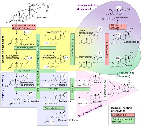 Steroidogenesis