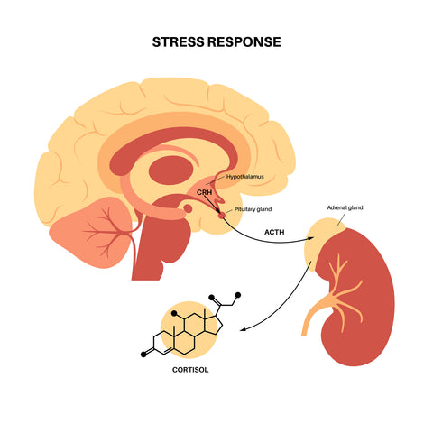 Stress Response System - the Hypothalamic Pituitary Adrenal (HPA) Axis