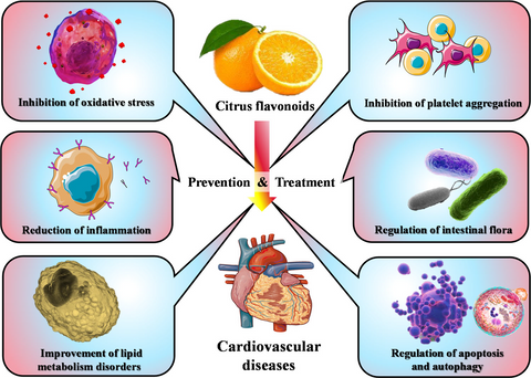 The Role of Citrus Flavonoids - InterPlexus Blog