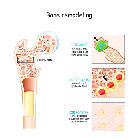 Bone Remodeling - Osteoblasts - Osteoclasts - Bone Health - Bone Mineral Density