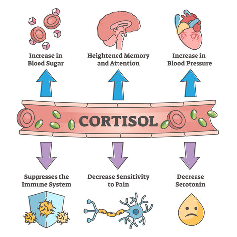 Cortisol hormone increased or decreased level symptom scheme outline